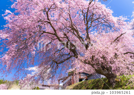 《長野県》番所の桜・桜満開 《長野県》番所の桜・桜満開 103965261