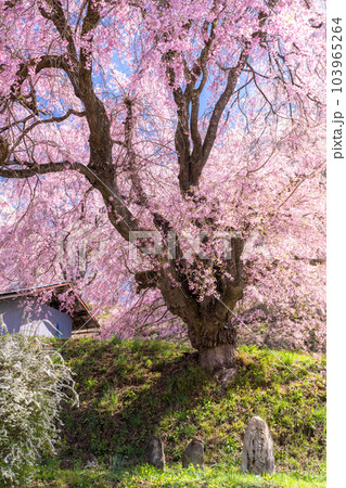 《長野県》番所の桜・桜満開 103965264