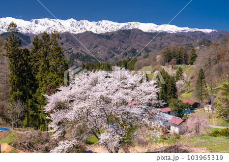 《長野県》満開の桜と北アルプスの山々・番所の桜 103965319