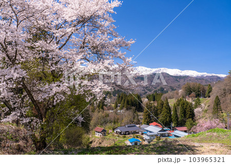 《長野県》満開の桜と北アルプスの山々・番所の桜 《長野県》満開の桜と北アルプスの山々・番所の桜 103965321