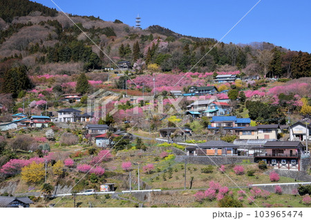 埼玉県秩父郡東秩父村大内沢 早春の里山の斜面に花桃の花が咲き乱れる大内沢花桃の郷 埼玉県秩父郡東秩父村大内沢 早春の里山の斜面に花桃の花が咲き乱れる大内沢花桃の郷 103965474