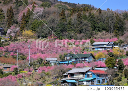 埼玉県秩父郡東秩父村大内沢 早春の里山の斜面に花桃の花が咲き乱れる大内沢花桃の郷 埼玉県秩父郡東秩父村大内沢 早春の里山の斜面に花桃の花が咲き乱れる大内沢花桃の郷 103965475