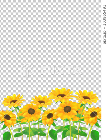 Sunflower field horizontal frame Sunflower field horizontal frame 103965491