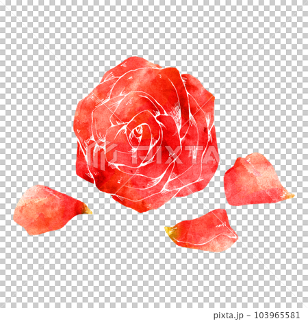 玫瑰花朵和花瓣（單品）/水彩風 103965581