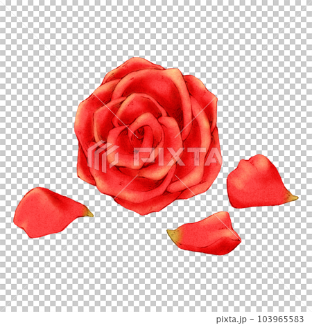 玫瑰花瓣（單品）/連主線 103965583