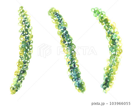 水彩で描いた海ぶどうのイラスト 水彩で描いた海ぶどうのイラスト 103966055