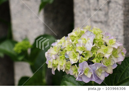 梅雨時に咲く紫陽花の花 103966306