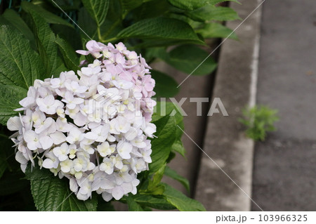 梅雨時に咲く紫陽花の花 103966325
