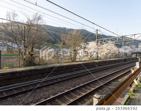 桜並木が満開の河内堅上駅 103966592