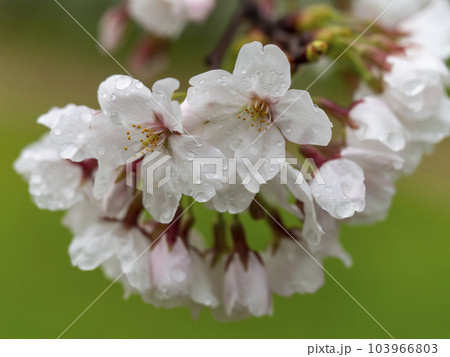 雨に濡れた公園の桜 103966803