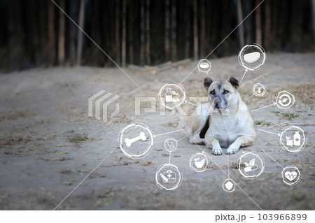 Tan dog laying down on the ground with healthy icon Natural herbal remedies. Organic pharmaceuticals e, Sick, sad dog, Alternative medicine, Sustainable Tan dog laying down on the ground with healthy icon Natural herbal remedies. Organic pharmaceuticals e, Sick, sad dog, Alternative medicine, Sustainable 103966899