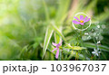 Blured green leave background and Smart technology with Internet of things futuristic agriculture concept, Sustainable energy, Metaverse, AI Futuristic Smart virtual interface. 103967037