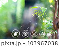 Blured green leave background and Smart technology with Internet of things futuristic agriculture concept, Sustainable energy, Metaverse, AI Futuristic Smart virtual interface. 103967038