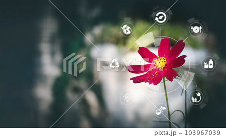 Blured green leave background and Smart technology with Internet of things futuristic agriculture concept, Sustainable energy, Metaverse, AI Futuristic Smart virtual interface. Blured green leave background and Smart technology with Internet of things futuristic agriculture concept, Sustainable energy, Metaverse, AI Futuristic Smart virtual interface. 103967039