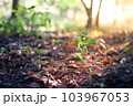 Blurred Abstract natural background in the forest with copy space, organge flower landscape, Sustainable development on renewable energy and growing ecological on green energy, ecology, environment. 103967053