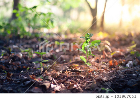 Blurred Abstract natural background in the forest with copy space, organge flower landscape, Sustainable development on renewable energy and growing ecological on green energy, ecology, environment. Blurred Abstract natural background in the forest with copy space, organge flower landscape, Sustainable development on renewable energy and growing ecological on green energy, ecology, environment. 103967053