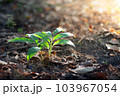 Blurred Abstract natural background in the forest with copy space, organge flower landscape, Sustainable development on renewable energy and growing ecological on green energy, ecology, environment. 103967054