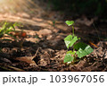 Blurred Abstract natural background in the forest with copy space, organge flower landscape, Sustainable development on renewable energy and growing ecological on green energy, ecology, environment. 103967056