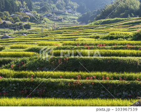 明日香村の棚田に広がる彼岸花 明日香村の棚田に広がる彼岸花 103967539