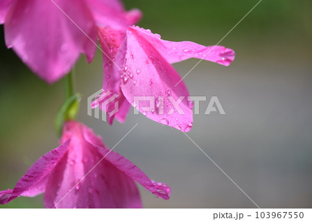 グラジオラスの花びらと水滴 グラジオラスの花びらと水滴 103967550