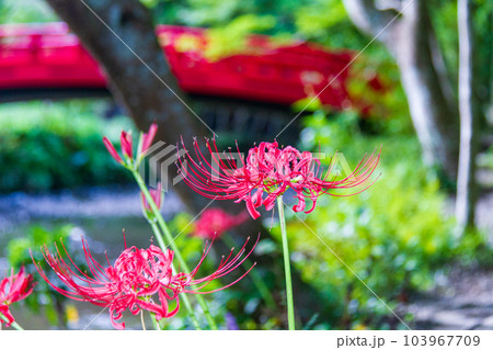 静岡県周智郡森町一宮　小國神社と境内の風景 103967709