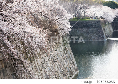 大阪城公園の桜 大阪城公園の桜 103968033