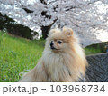 桜と犬 103968734