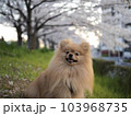 桜と犬 103968735
