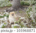 花と犬 103968871
