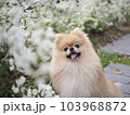 花と犬 103968872