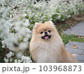 花と犬 103968873