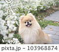 花と犬 103968874