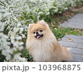 花と犬 103968875