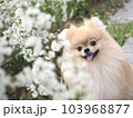 花と犬 103968877