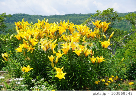 満開のスカシユリ 103969345