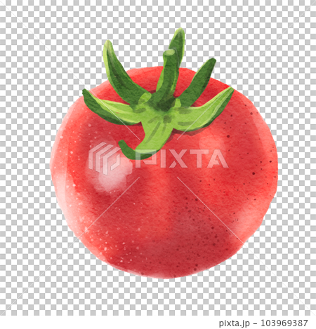 tomato  103969387