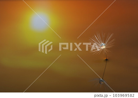 夕焼けのリフレクションと綿帽子 103969582
