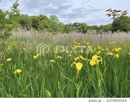 黄色い花　風景の写真 103969584