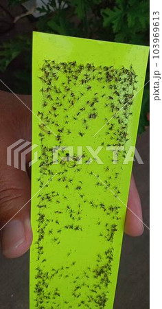 蛍光粘着シートでコバエの駆除だ 蛍光粘着シートでコバエの駆除だ 103969613