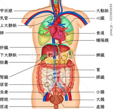 日本人体解剖学 下 日本人体解剖学 下巻 本