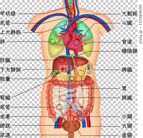 内臓 体内 臓器 イラスト 日本語 内臓 体内 臓器 イラスト 日本語 103969699