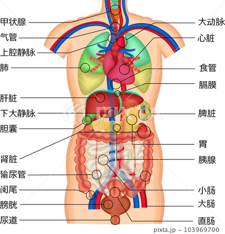 内臓　体内　臓器　イラスト　中国語 103969700