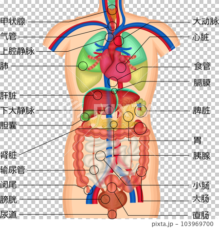 内臓　体内　臓器　イラスト　中国語 103969700