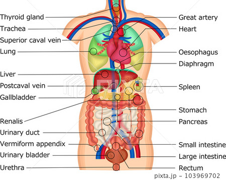 内臓 体内 臓器 イラスト 英語のイラスト素材 [103969702] - PIXTA