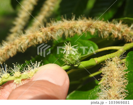 満開の栗の花（雌花） 103969881