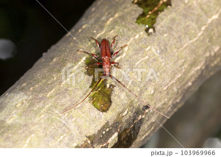 トゲヒゲトビイロカミキリ トゲヒゲトビイロカミキリ 103969966