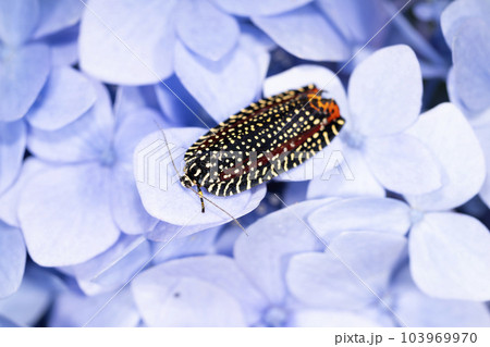 ビロードハマキ 103969970