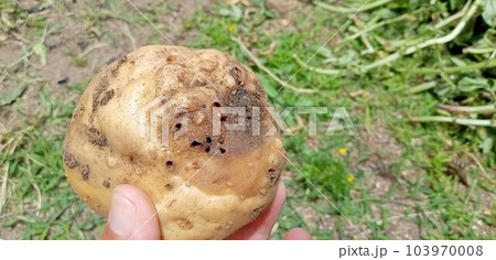 穴だらけの害虫被害があるジャガイモの犯人は蟻 穴だらけの害虫被害があるジャガイモの犯人は蟻 103970008