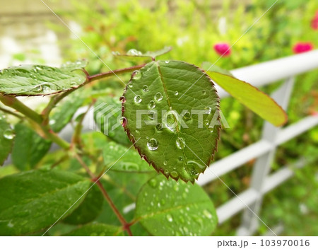 green leaves in summer 103970016
