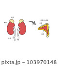 簡単な内臓のイラスト　腎臓・副腎（文字あり） 103970148